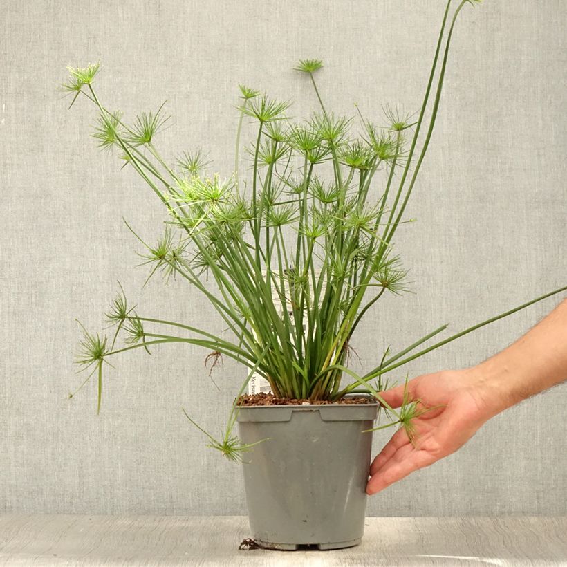 Esemplare di Cyperus papyrus Cleopatra - Papiro Vaso da 3L/4L consegnato in estate