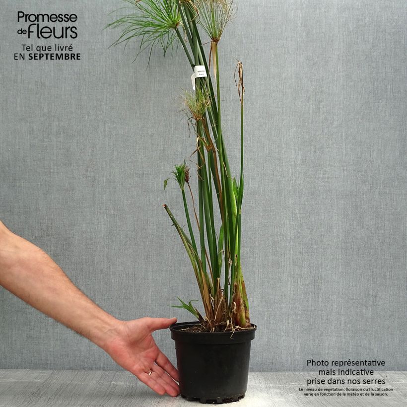 Esemplare di Cyperus papyrus - Papiro Vaso da 2L/3L come consegnato in autunno