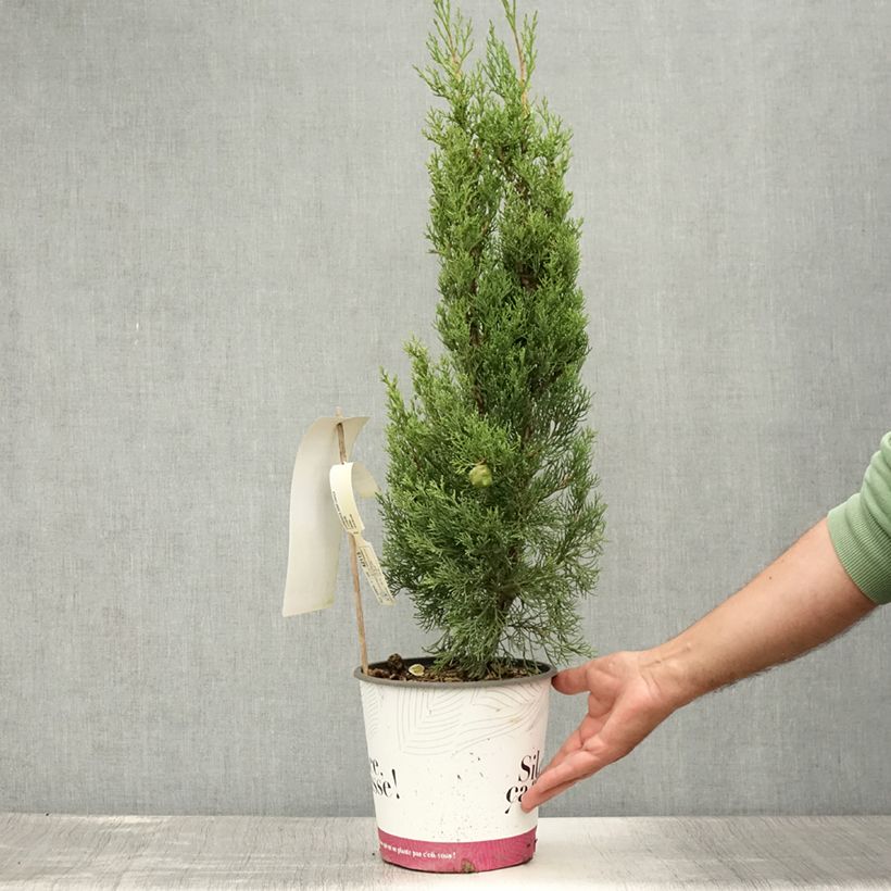 Esemplare di Cupressus sempervirens Garda - Cipresso comune Vaso da 4L/5L consegnato in estate