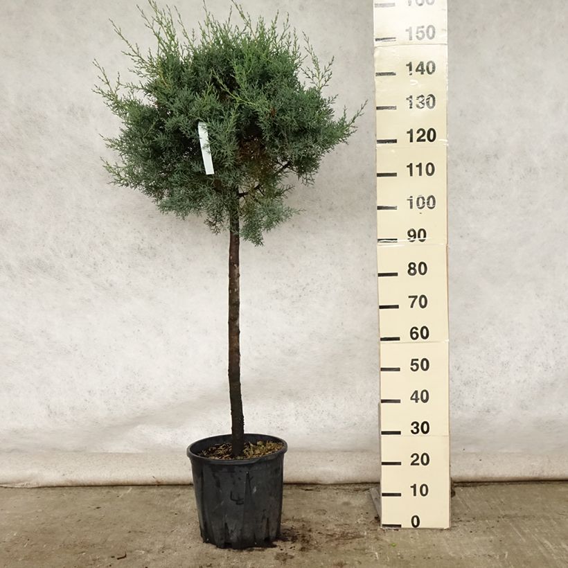 Esemplare di Cupressus arizonica Fastigiata Vaso da 18L/20L consegnato in estate
