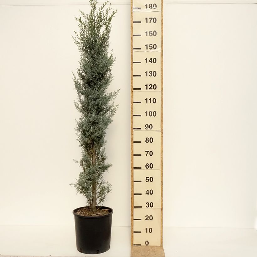Cupressus arizonica Fastigiata Vaso da 18L/20LAltezza consegnata circa 100/125cm esemplare consegnato in primavera