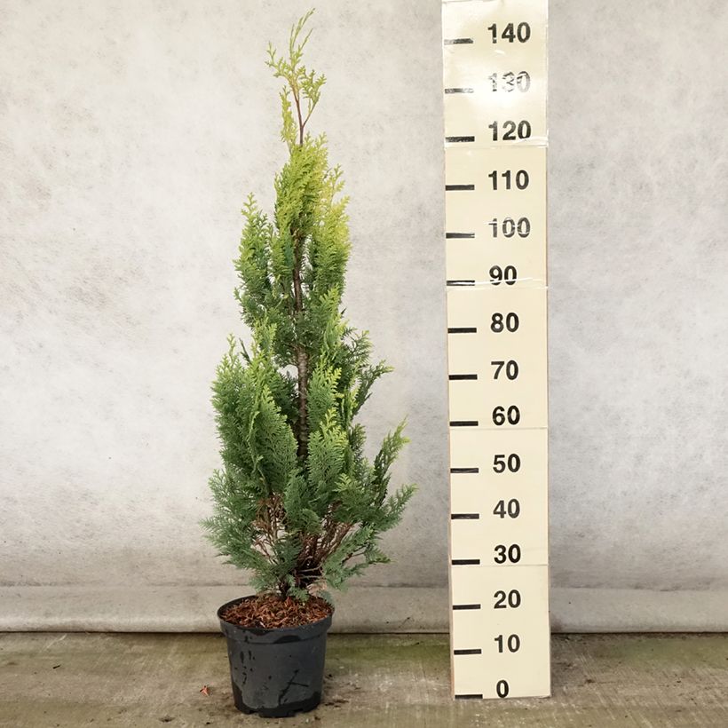 Esemplare di Chamaecyparis lawsoniana Alumigold - Cipresso bianco Vaso da 7,5L/10L consegnato in estate