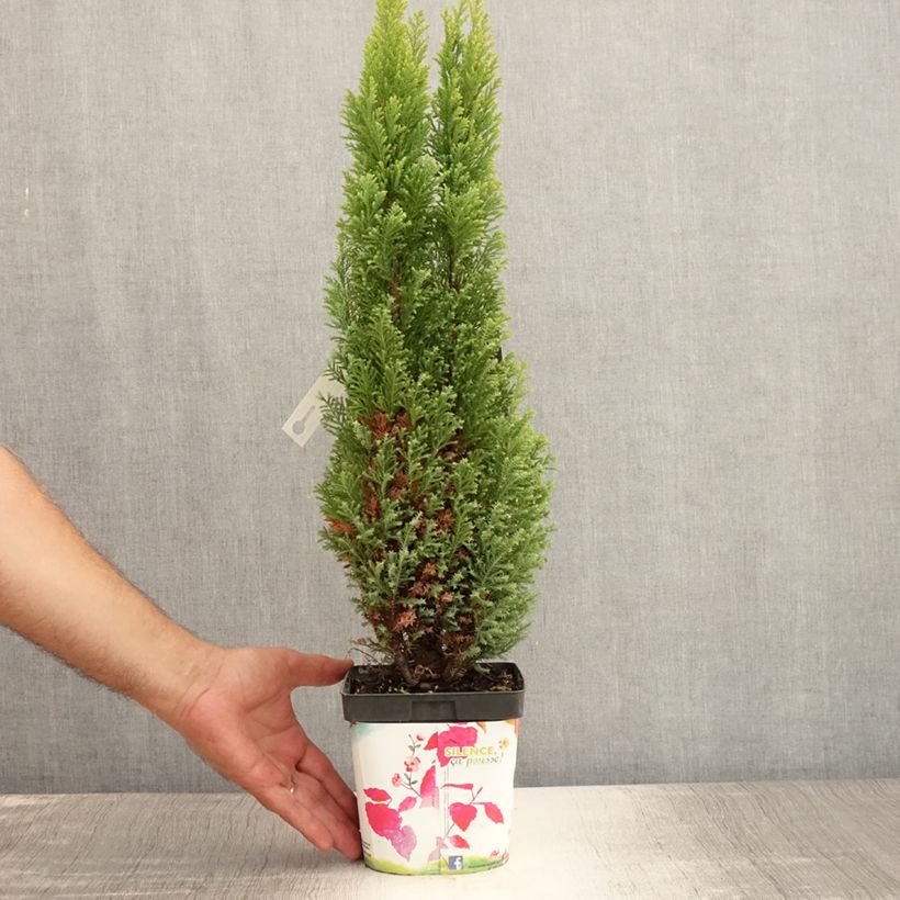 Esemplare di Chamaecyparis lawsoniana Elwood's Gold - Cipresso bianco Vaso da 2L/3L consegnato in estate