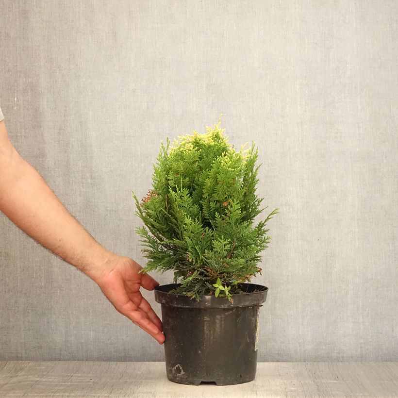Esemplare di Chamaecyparis lawsoniana Pygmaea Argentea - Cipresso bianco Vaso da 4L/5L consegnato in estate