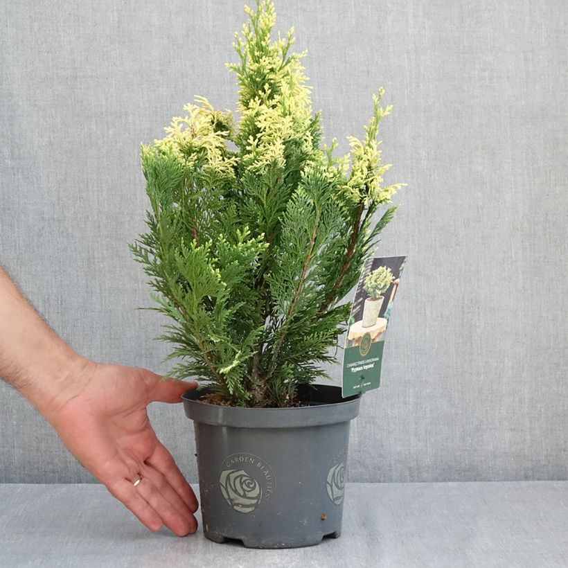 Esemplare di Chamaecyparis lawsoniana Pygmaea Argentea - Cipresso bianco Vaso da 2L/3L consegnato in estate