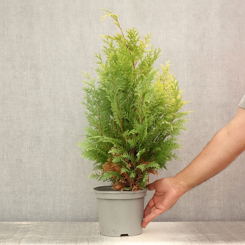 Esemplare di Chamaecyparis lawsoniana Stardust - Cipresso bianco Vaso da 2L/3L consegnato in estate