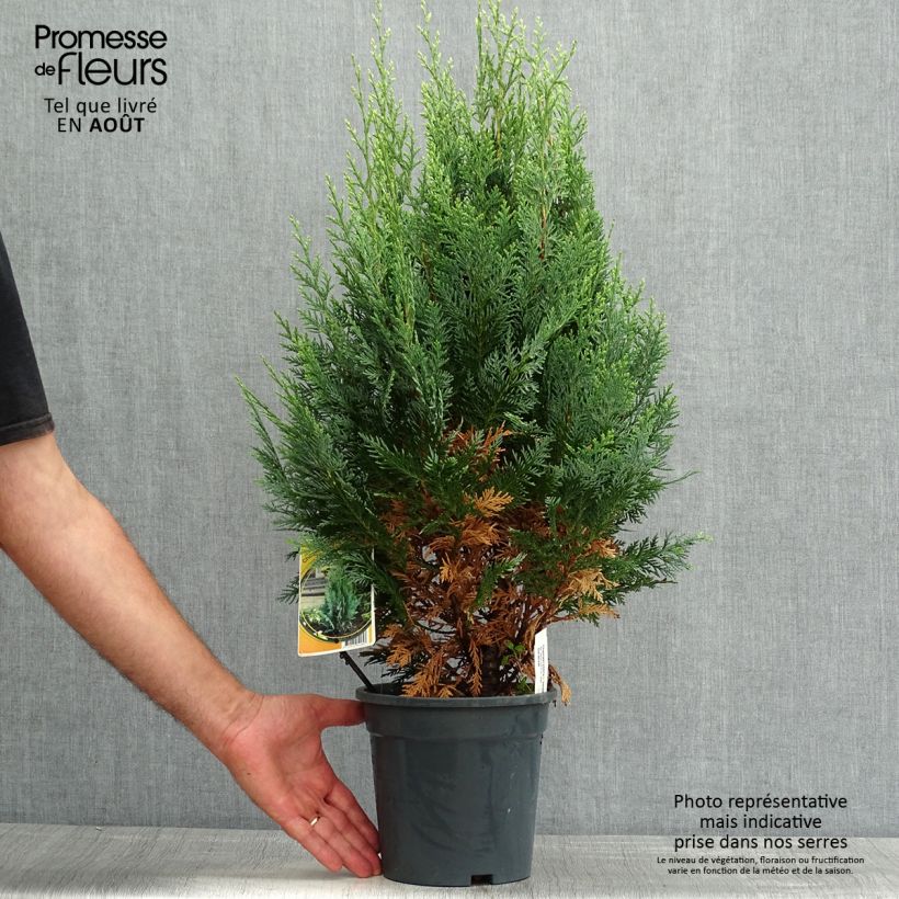 Esemplare di Chamaecyparis lawsoniana White Spot - Cipresso bianco Vaso da 2L/3L consegnato in estate