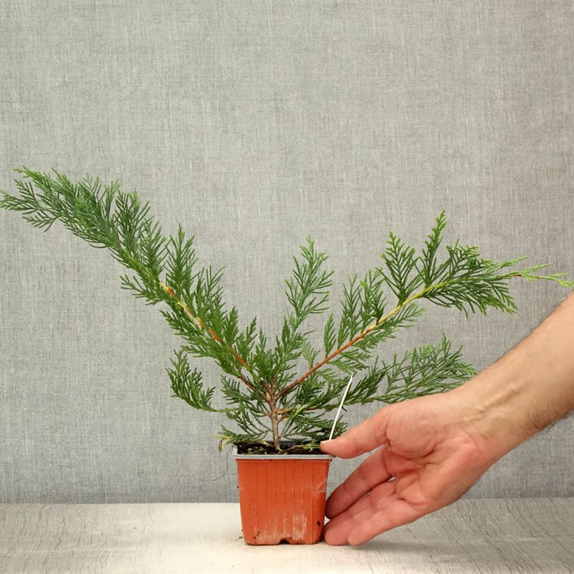 Esemplare di Cupressocyparis leylandii - Cipresso di Leyland Vasetto da 8/9 cm consegnato in estate