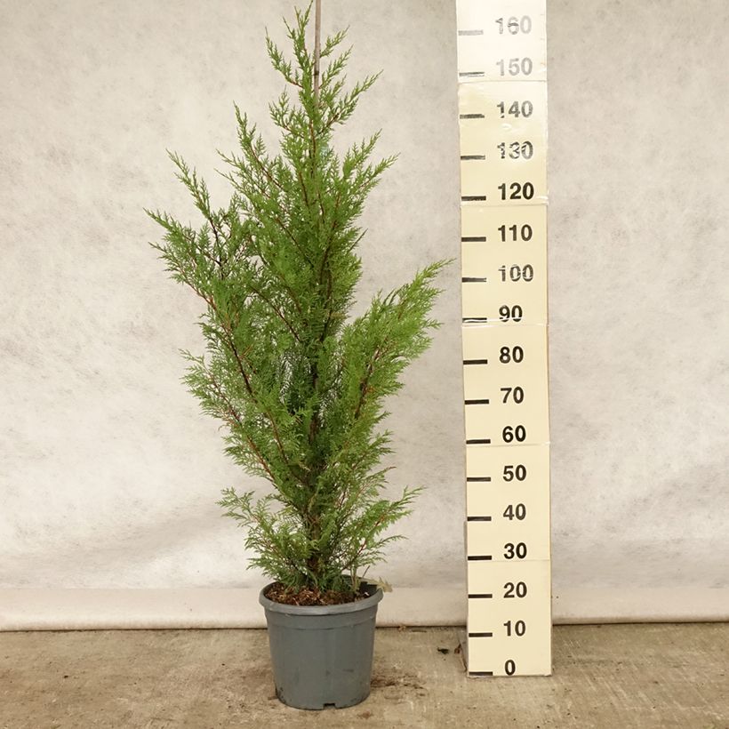 Esemplare di Cupressocyparis leylandii - Cipresso di Leyland Vaso da 6L/7L consegnato in estate