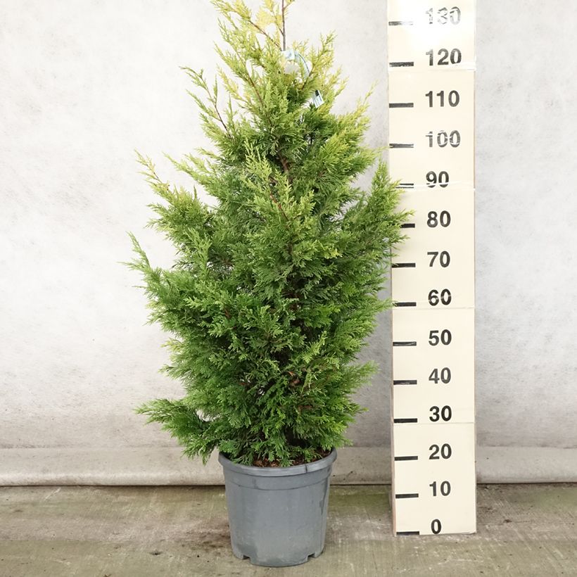 Esemplare di Cupressocyparis leylandii Gold Rider - Cipresso di Leyland Vaso da 6L/7L consegnato in estate