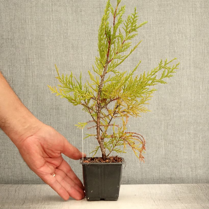 Esemplare di Cupressocyparis leylandii Oger - Cipresso di Leyland Vasetto da 8/9 cm consegnato in estate