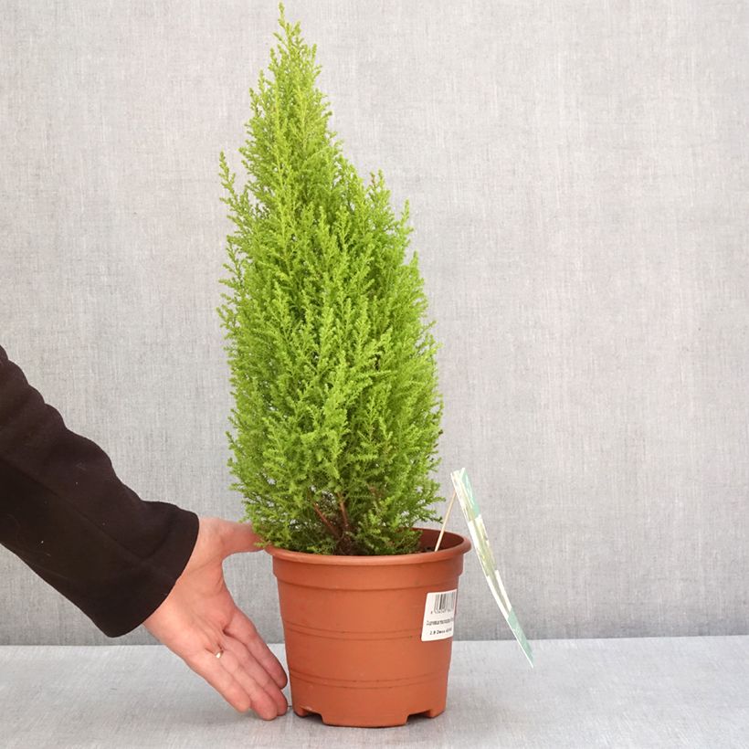 Cyprès de Lambert Wilma - Cupressus macrocarpa Vaso da 2L/3L esemplare consegnato in inverno