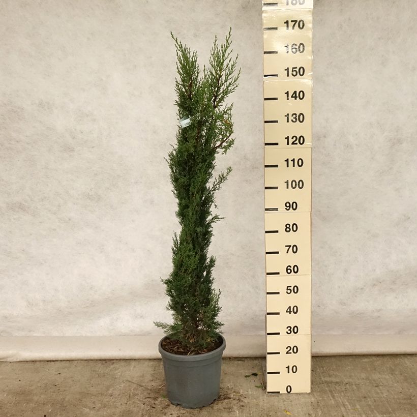 Esemplare di Cupressus sempervirens var. stricta Pyramidalis - Cipresso comune Vaso da 7,5L/10L consegnato in estate