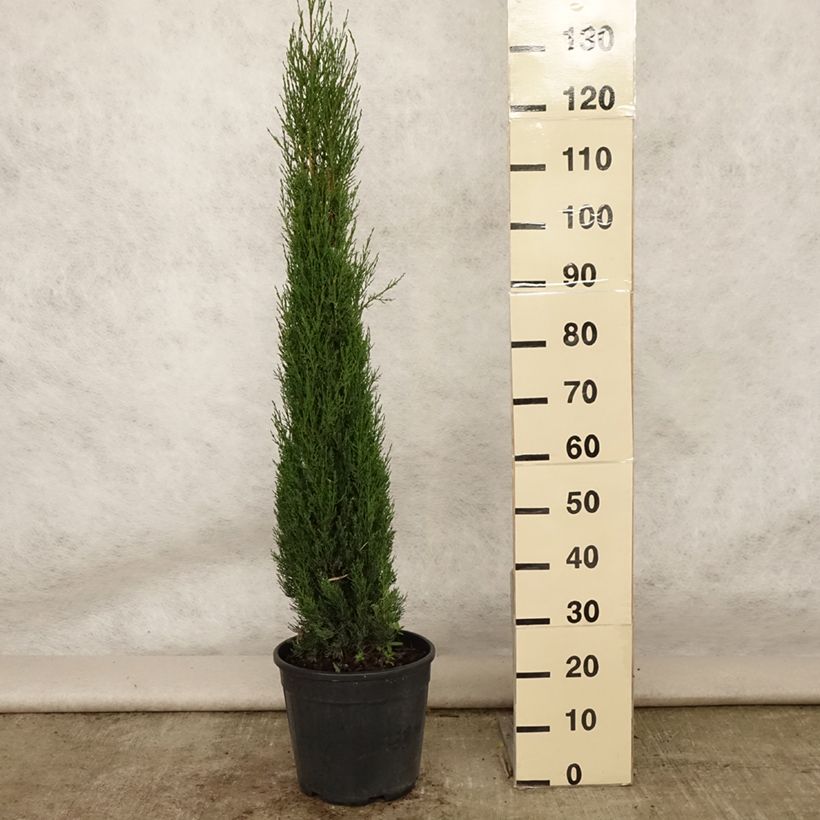 Esemplare di Cupressus sempervirens var. stricta Pyramidalis - Cipresso comune Vaso da 4L/5L consegnato in estate