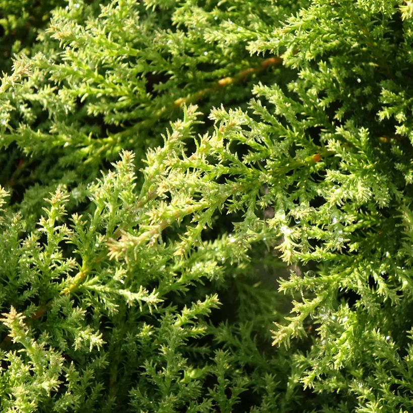 Microbiota decussata Fuzzball (Fogliame)