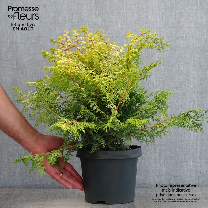 Esemplare di Chamaecyparis obtusa Lucas - Cipresso di Hinoki Vaso da 2L/3L consegnato in estate