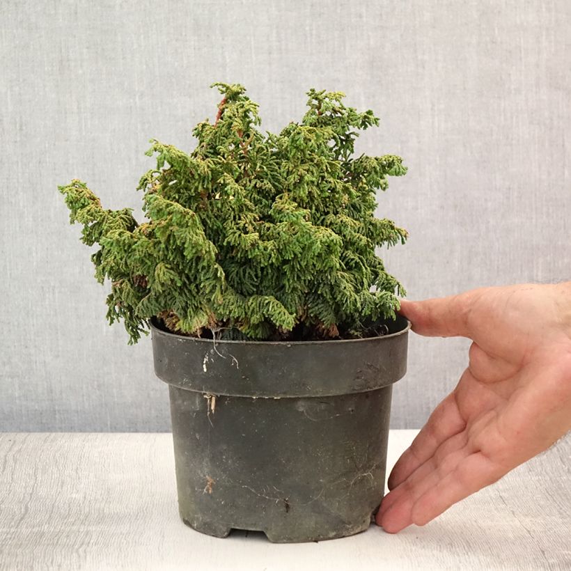 Esemplare di Chamaecyparis obtusa Maureen - Cipresso di Hinoki Vaso da 2L/3L consegnato in estate