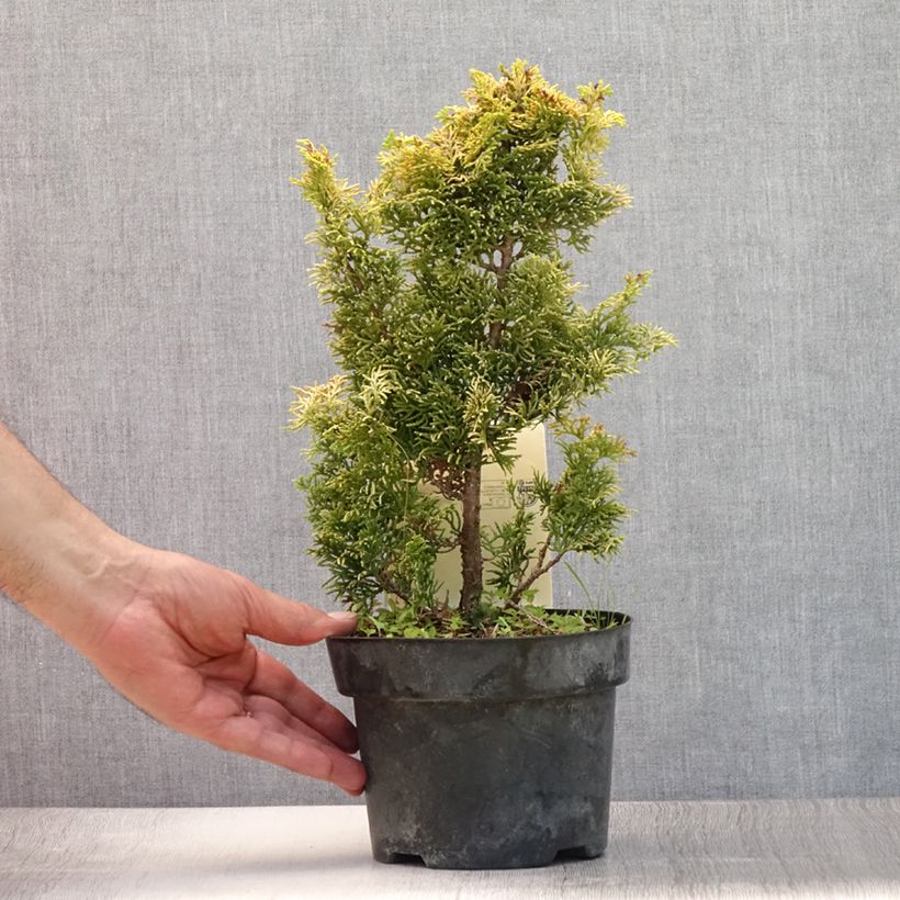 Esemplare di Chamaecyparis obtusa Meroki Twin - Cipresso di Hinoki Vaso da 2L/3L consegnato in estate