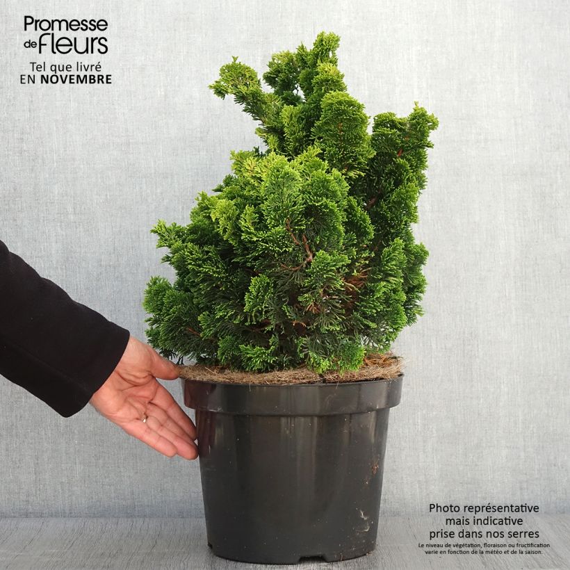 Esemplare di Chamaecyparis obtusa Nana Aurea - Cipresso di Hinoki Vaso da 7,5L/10L come consegnato in autunno