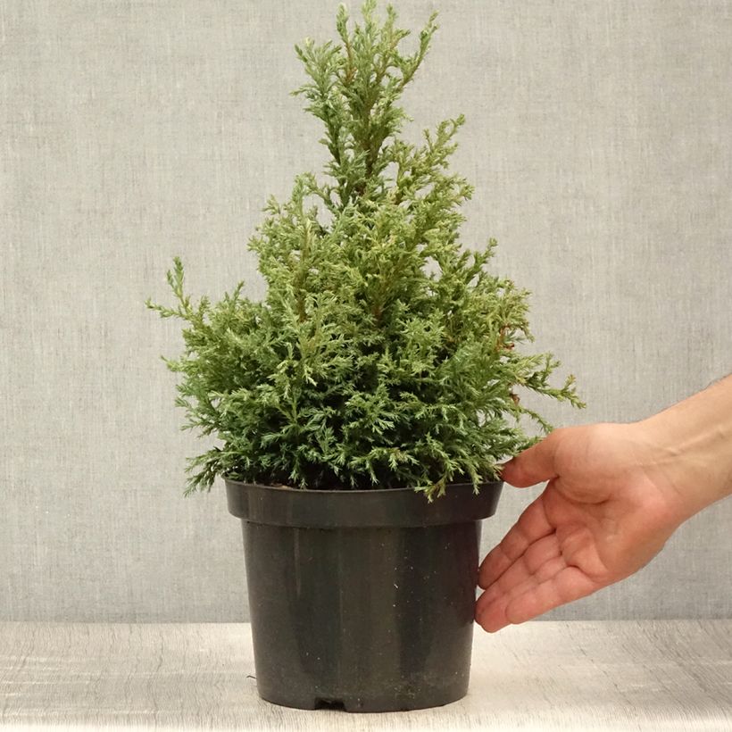 Esemplare di Chamaecyparis pisifera Baby Blue Vaso da 3L/4L consegnato in estate