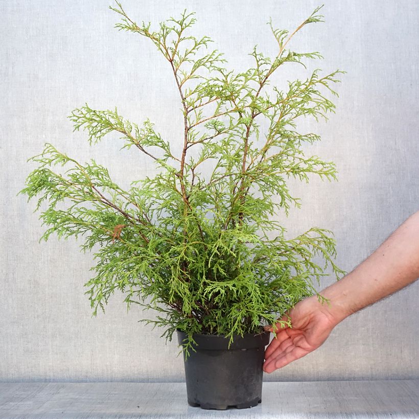 Esemplare di Chamaecyparis pisifera Filifera Vaso da 2L/3L consegnato in estate