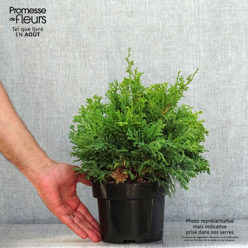 Esemplare di Chamaecyparis pisifera Golden Pincushion Vaso da 2L/3L consegnato in estate