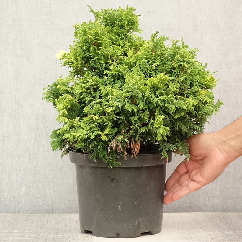 Esemplare di Chamaecyparis pisifera Golden Pincushion Vaso da 4L/5L consegnato in estate