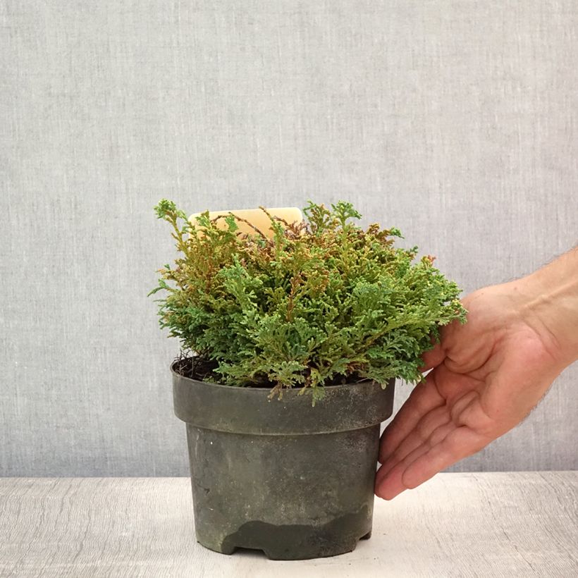 Esemplare di Chamaecyparis pisifera Hime-sawara Vaso da 2L/3L consegnato in estate