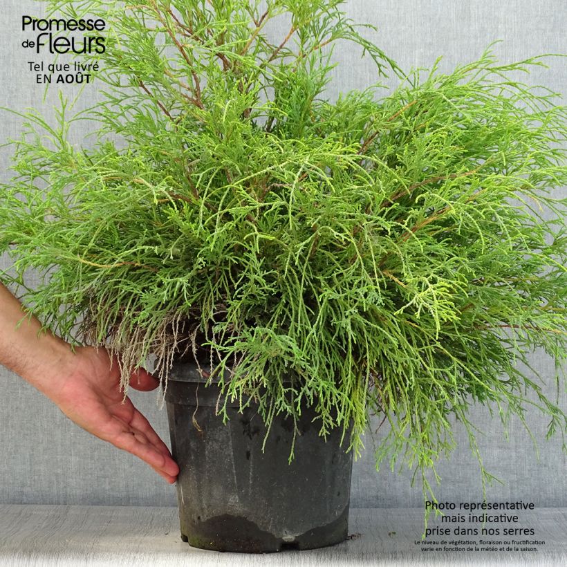 Esemplare di Chamaecyparis pisifera Sungold Vaso da 7,5L/10L consegnato in estate