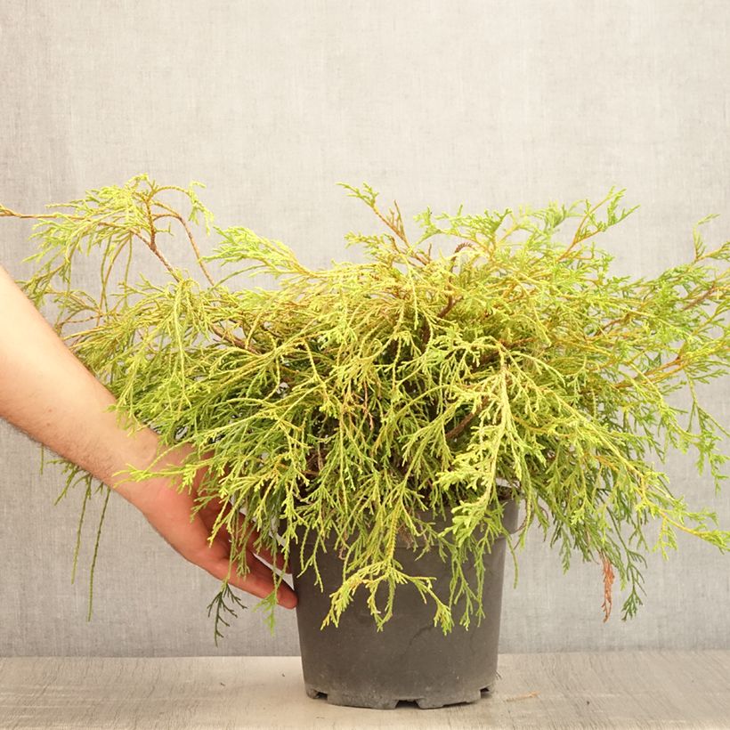 Esemplare di Chamaecyparis pisifera Sungold Vaso da 3L/4L consegnato in estate