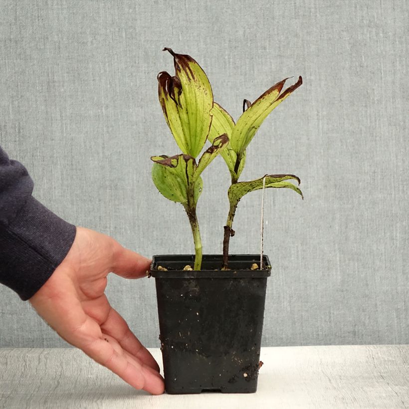 Esemplare di Cypripedium Aki Vaso da 1L/1,5L consegnato in estate