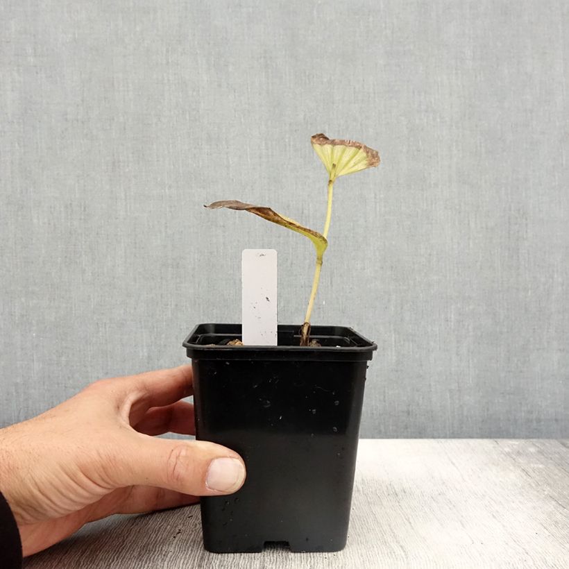Esemplare di Cypripedium Emil Vaso da 1L/1,5L come consegnato in autunno