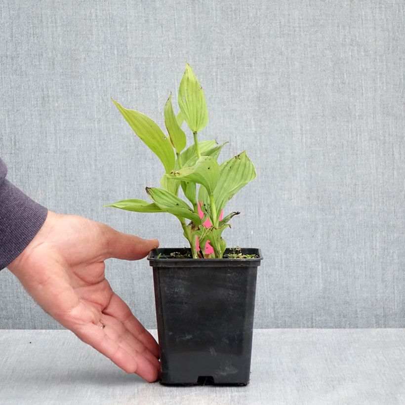 Cypripedium Sabine Vaso da 1L/1,5L esemplare consegnato in primavera