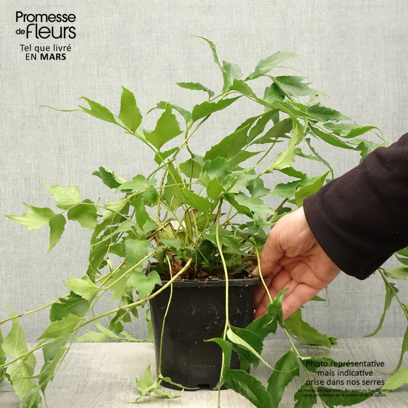Cyrtomium falcatum - Felce falcata Vaso da 2L/3L esemplare consegnato in primavera