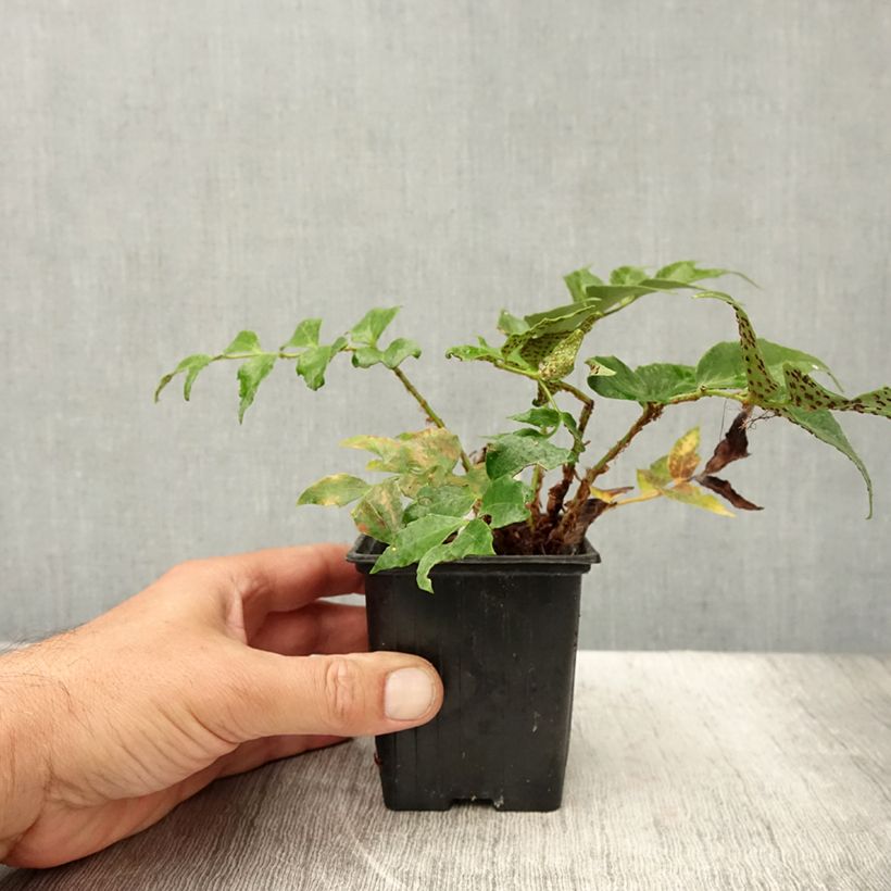 Esemplare di Cyrtomium falcatum Spin Cycle - Felce falcata Vasetto da 8/9 cm consegnato in estate