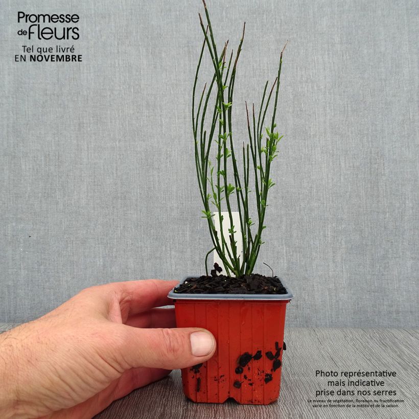 Esemplare di Cytisus procumbens Zeelandia Vasetto da 8/9 cm come consegnato in autunno