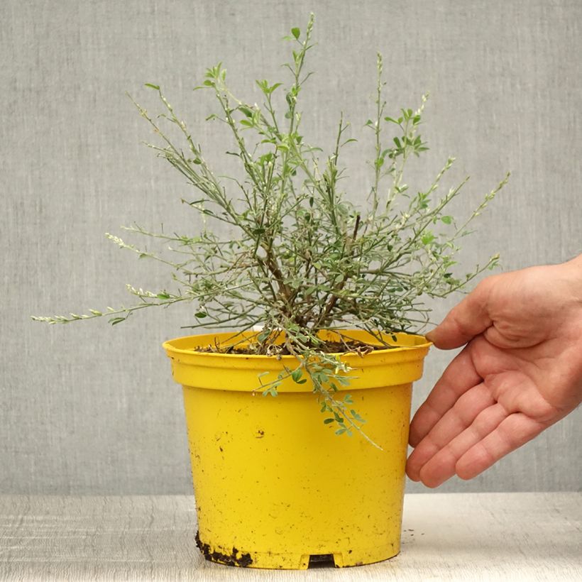 Esemplare di Cytisus spachiana Phebus - Ginestra Vaso da 2L/3L consegnato in estate