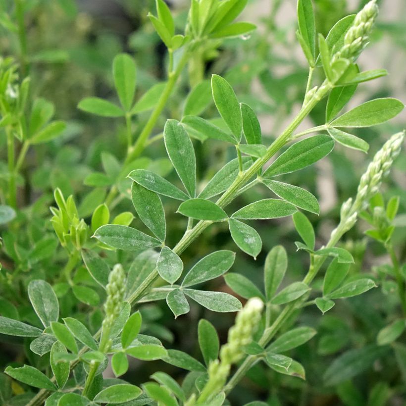 Cytisus spachiana Phebus - Ginestra (Fogliame)