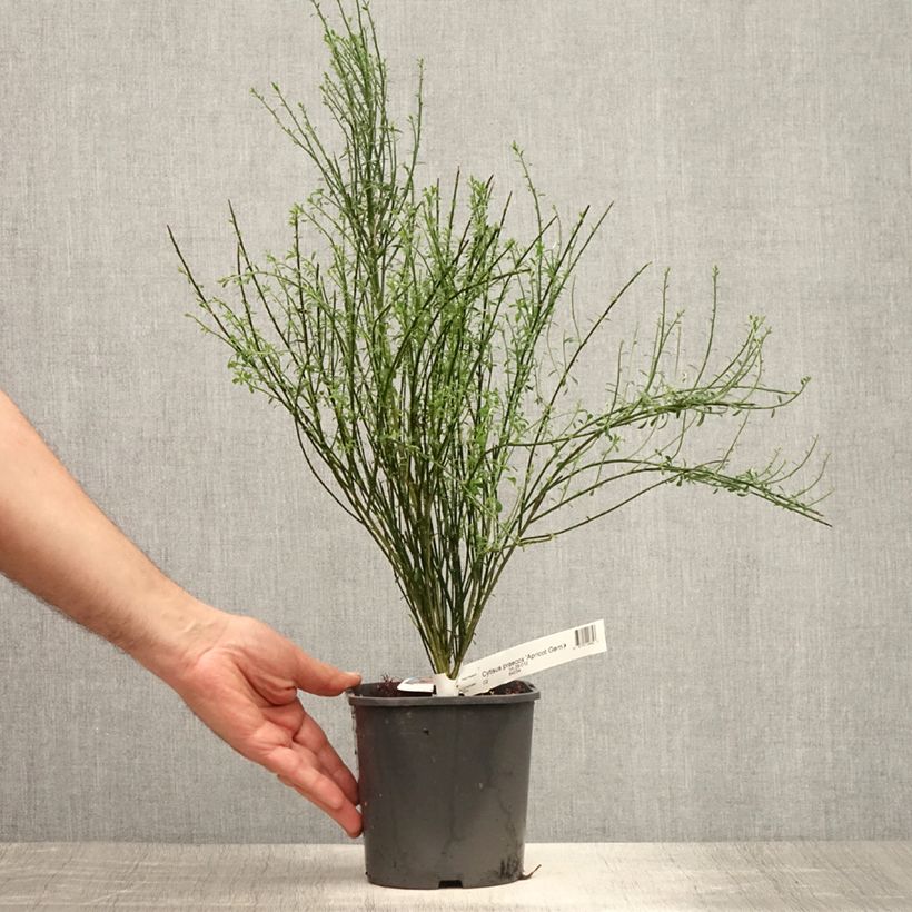 Esemplare di Cytisus scoparius Apricot Gem - Ginestra dei carbonai Vaso da 2L/3L consegnato in estate