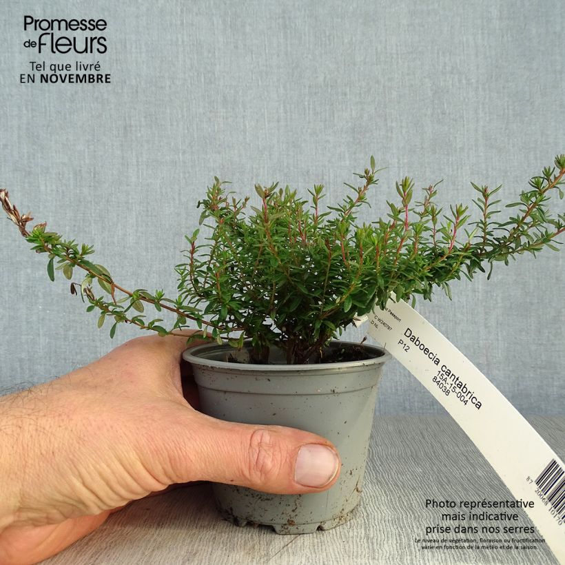 Esemplare di Daboecia cantabrica Vaso da Ø 12 cm / 13 cm come consegnato in autunno