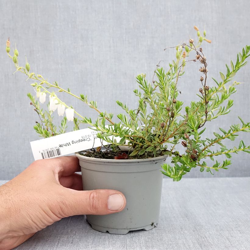 Daboecia cantabrica Creeping White Vaso da Ø 12 cm / 13 cm esemplare consegnato in primavera