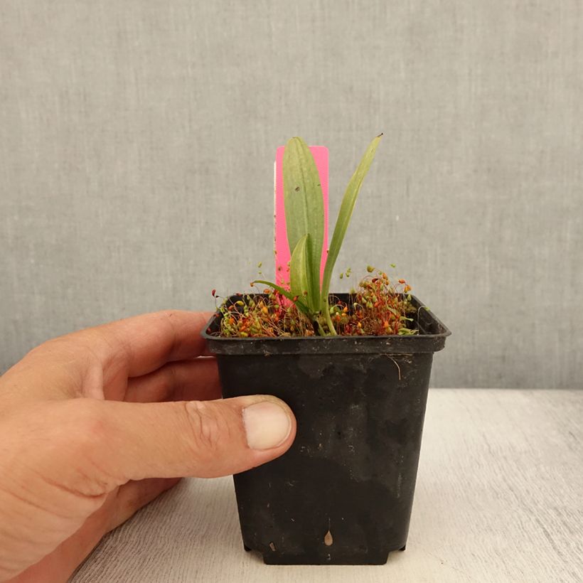 Esemplare di Dactylorhiza fuchsii Vasetto da 8/9 cm consegnato in estate