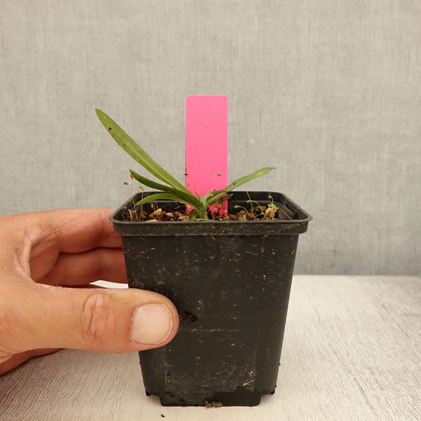 Esemplare di Dactylorhiza maculata - Orchidea maculata Vasetto da 8/9 cm consegnato in estate