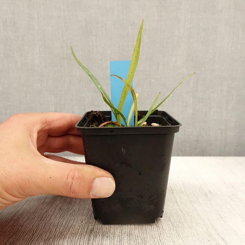 Esemplare di Dactylorhiza praetermissa Vasetto da 8/9 cm come consegnato in autunno