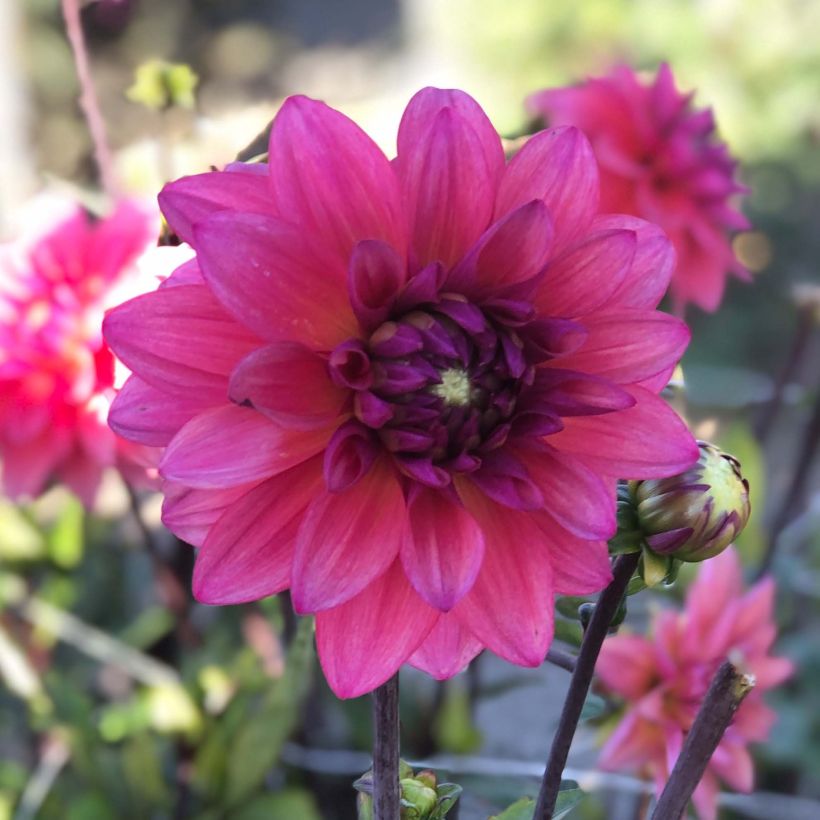 Dalia decorativa Féline Yvonne (Fioritura)