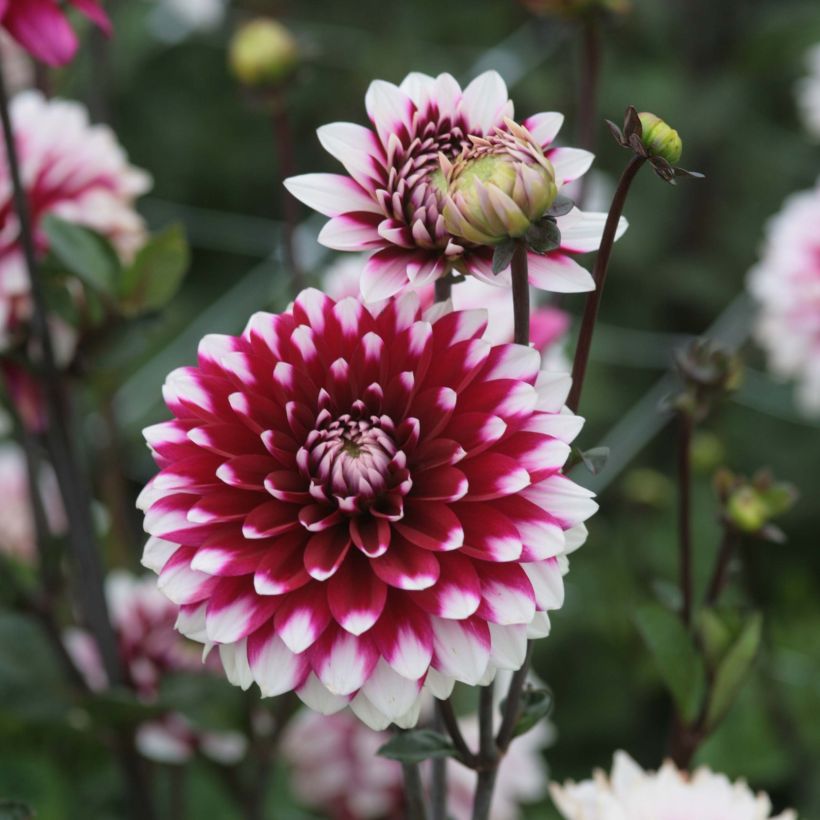 Dalia decorativa Karma Yin Yang (Fioritura)