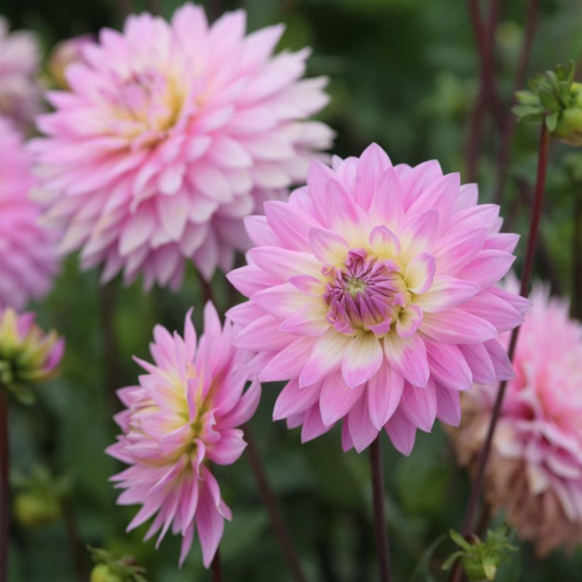 Dalia Miss Delilah (Fioritura)