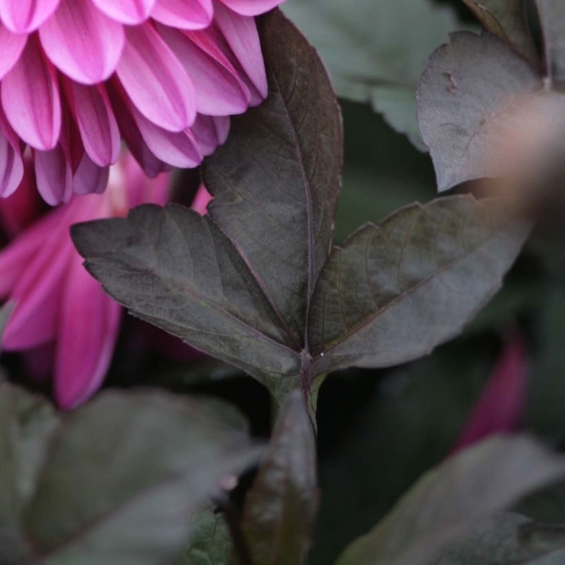 Dalia decorativa Profundo (Fogliame)