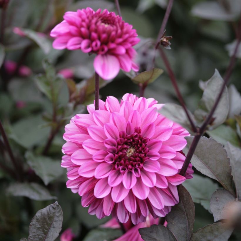 Dalia decorativa Profundo (Fioritura)