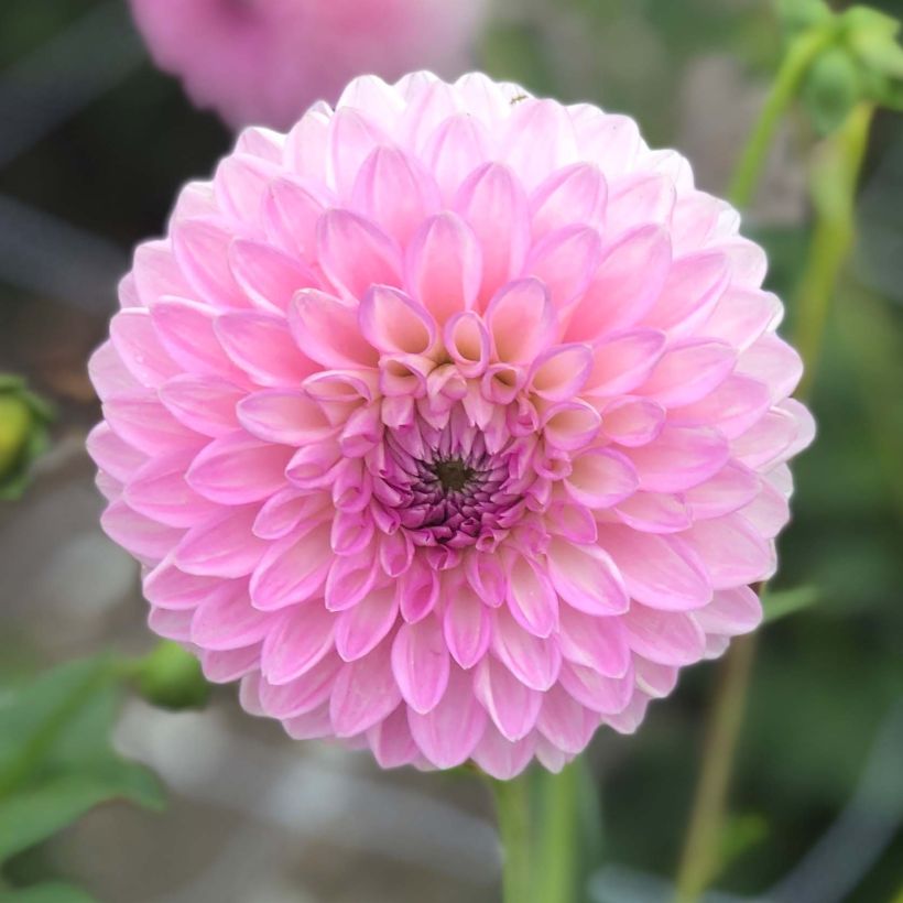 Dalia decorativa Sefton Silvertop (Fioritura)